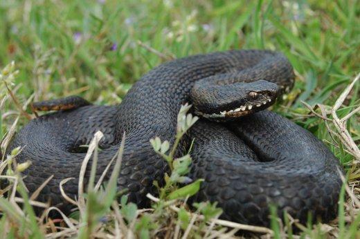 keresztes_vipera_-_2020_ev_hulloje.jpg