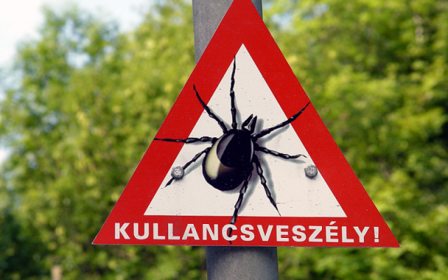 kullancsveszely.png