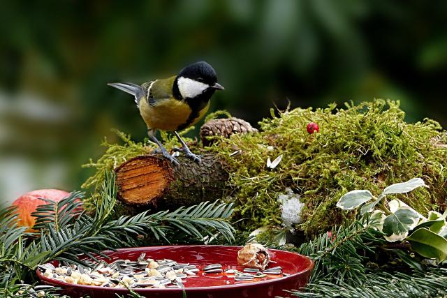 nature-3151823_1920.jpg